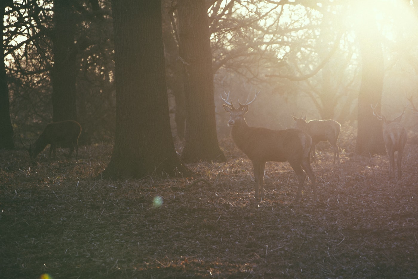 Red deer stag in Richmond Park with misty grassland stretching behind him, Richmond upon Thames